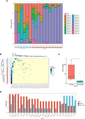 Mutational signature and clonal relatedness of recurrent urothelial carcinomas with aristolochic acid